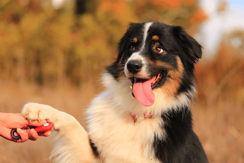 dog-clicker-training