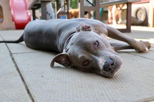 dog-daycare-not-for-everyone