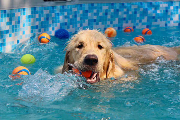 dog-daycare-physical-activity