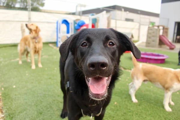 dog-daycare-socializing