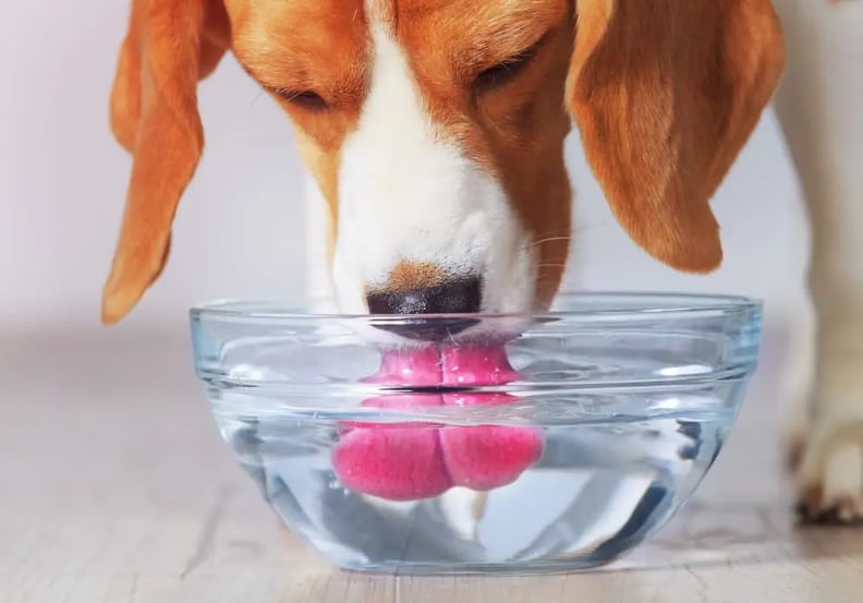 dog-drinking-clean-water