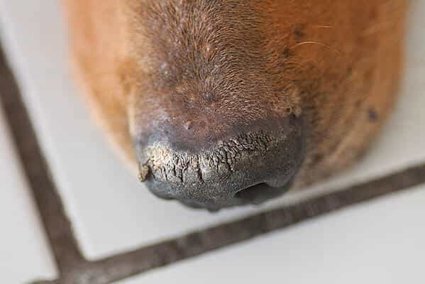 dog-dry-nose