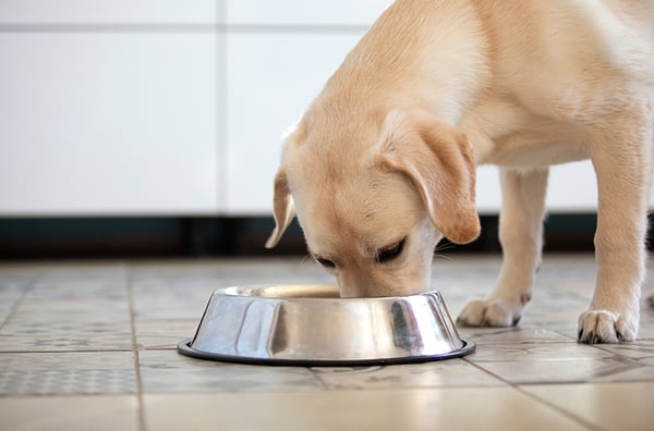 dog-eating-food-bowl