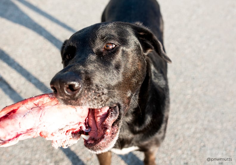 can you feed dogs raw bones