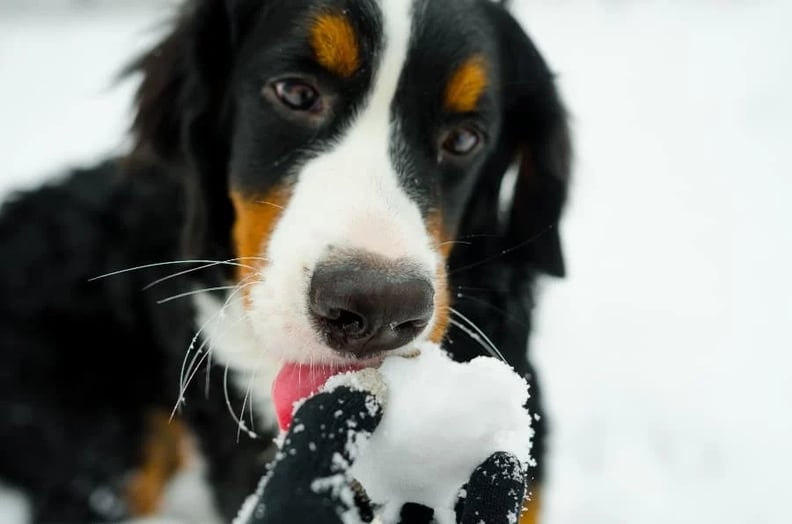 dog-eating-snow