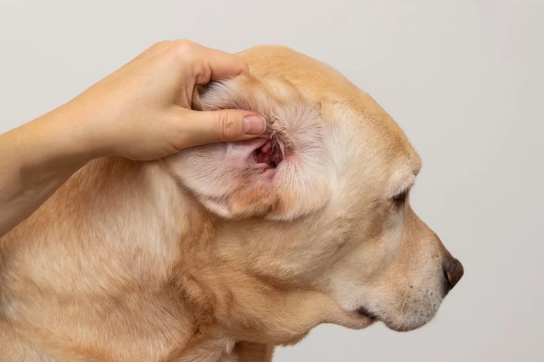 dog-getting-ear-checked