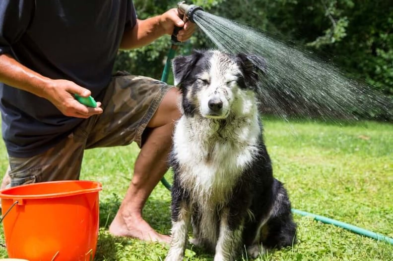 dog-getting-hosed-down