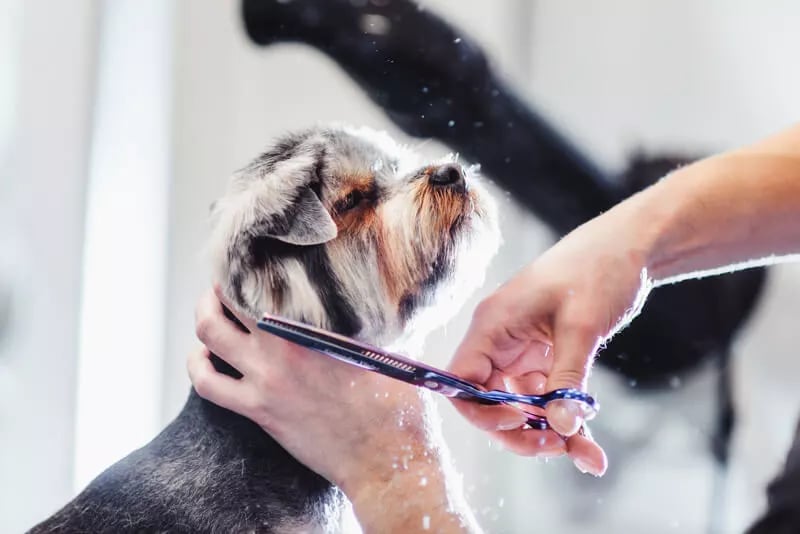 dog-grooming-hair-clipping