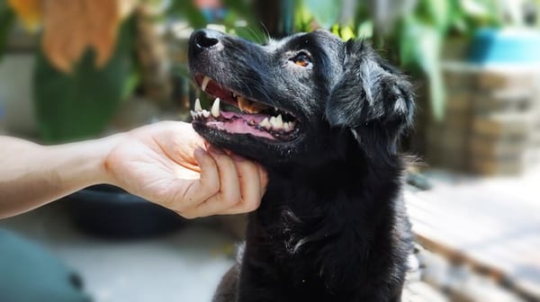 dog-happy-scratching-owner