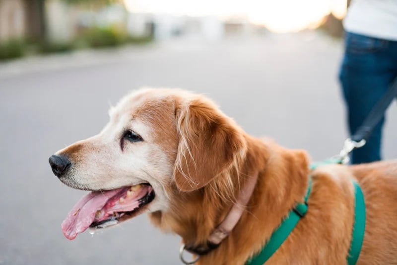 How I Stopped My Dog From Pulling on the Leash - Puppy Leaks