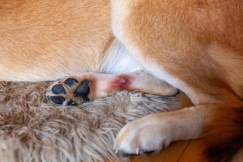 dog-hot-spot-paw