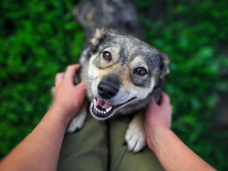 dog-jumping-on-owners-leg