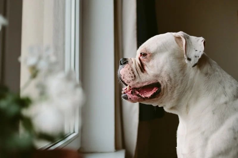 dog-looking-out-window