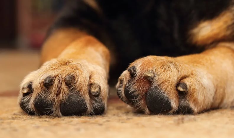 dog-nails-close-up