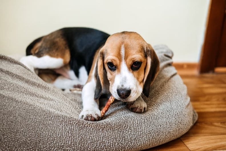 dog-on-bed-chewing-a-treat