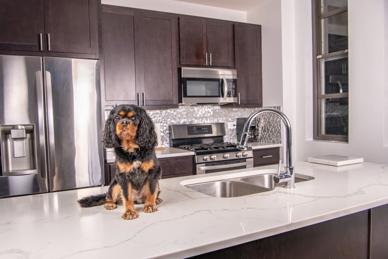 dog-on-kitchen-counter