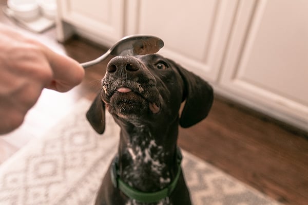 best milk thistle for dogs