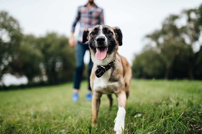 dog-playing-outside-park