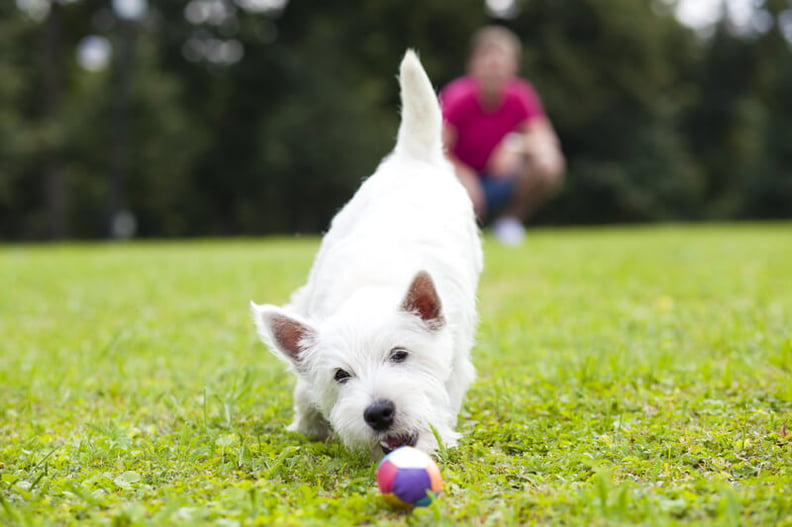 how to train your dog to play