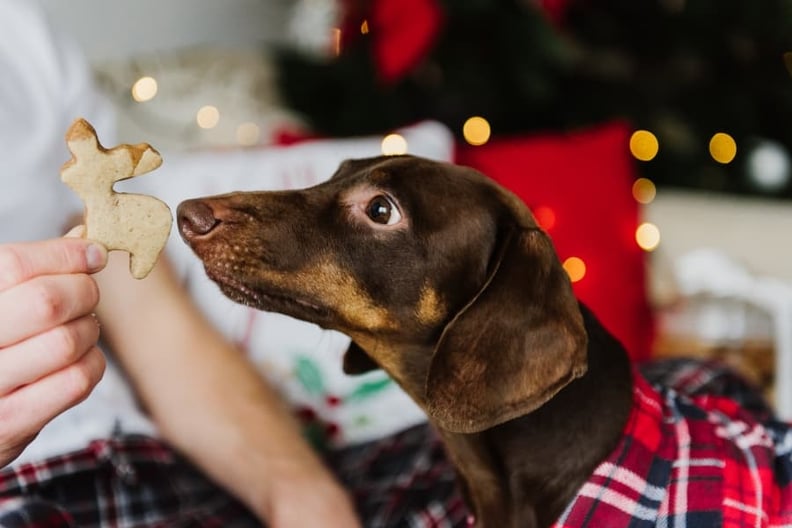 dog-reaching-for cookie