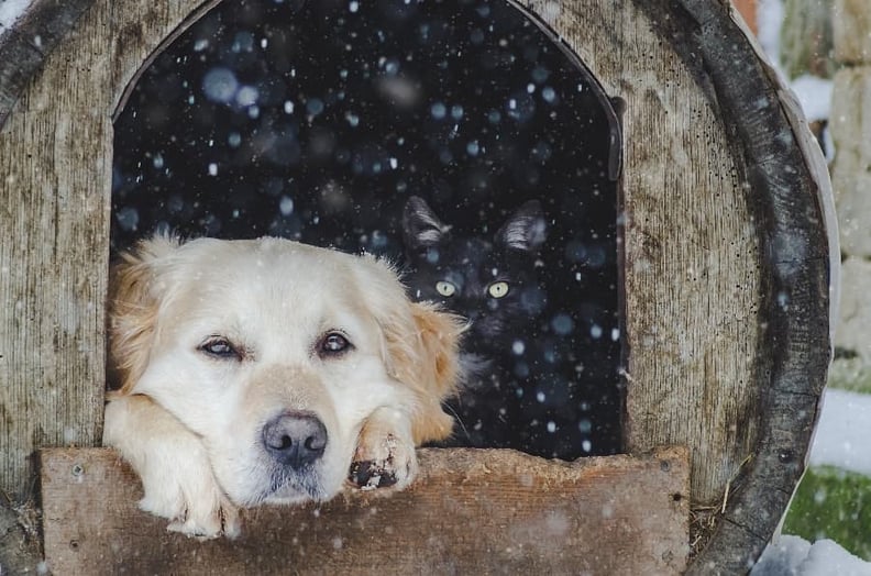 dog-relaxing-in-winter-dog-house-1