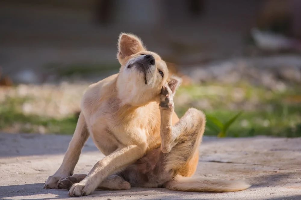 dog-scratching-ear