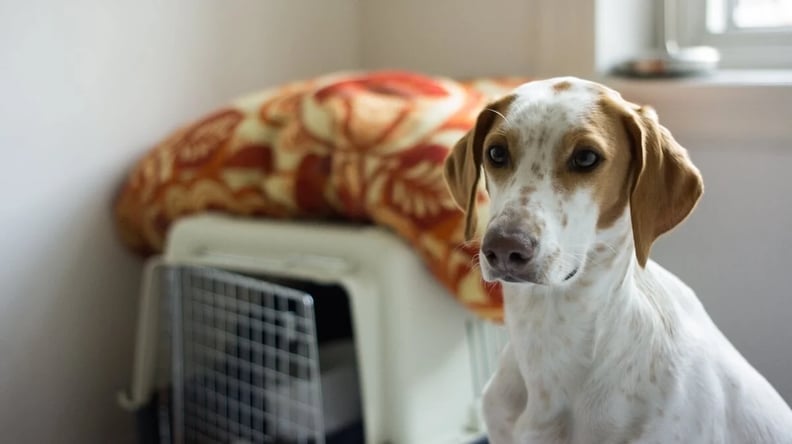 dog-standing-next-to-kennel