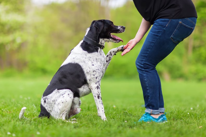 dog-training