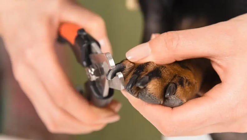 dog-with-black-nails-getting-a-trim