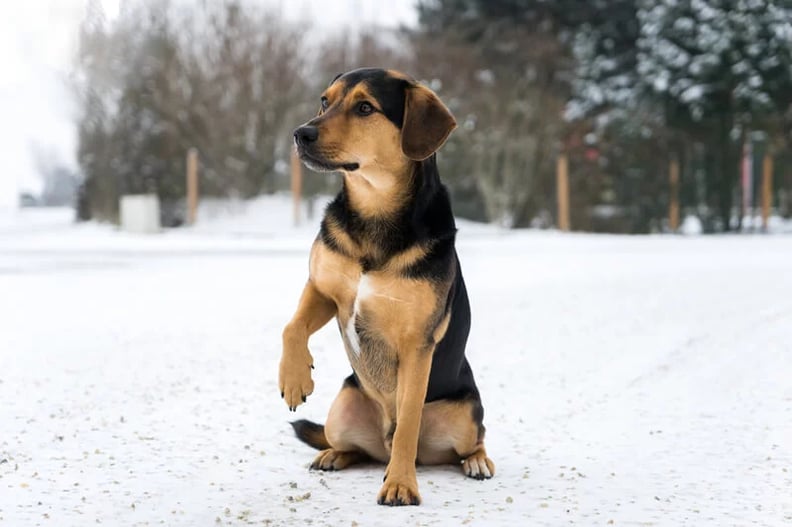 Winter Paw Protection: Do Dogs Need Boots in Winter?