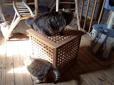 elegant-cat-litter-box