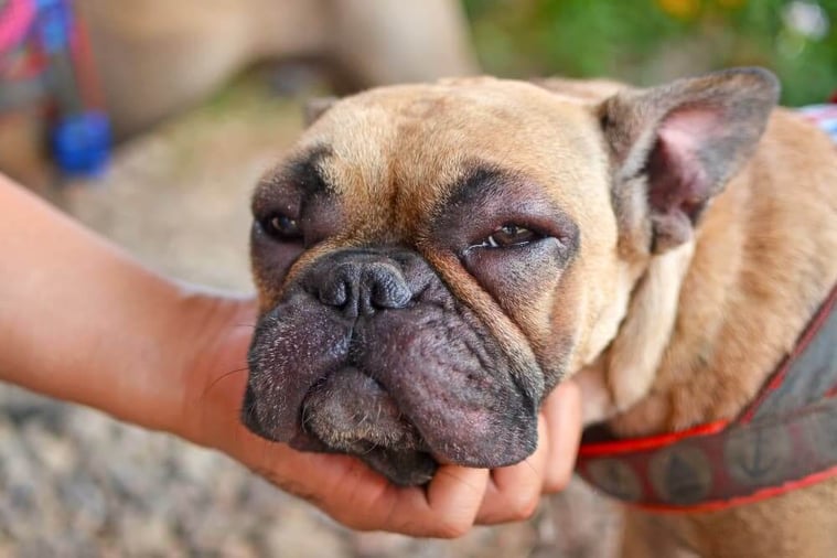 french-bulldog-bee-sting-face