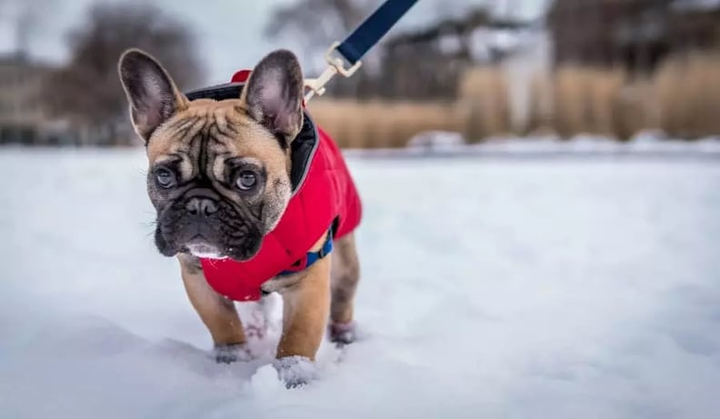 frenchie-on-a-winter-walk