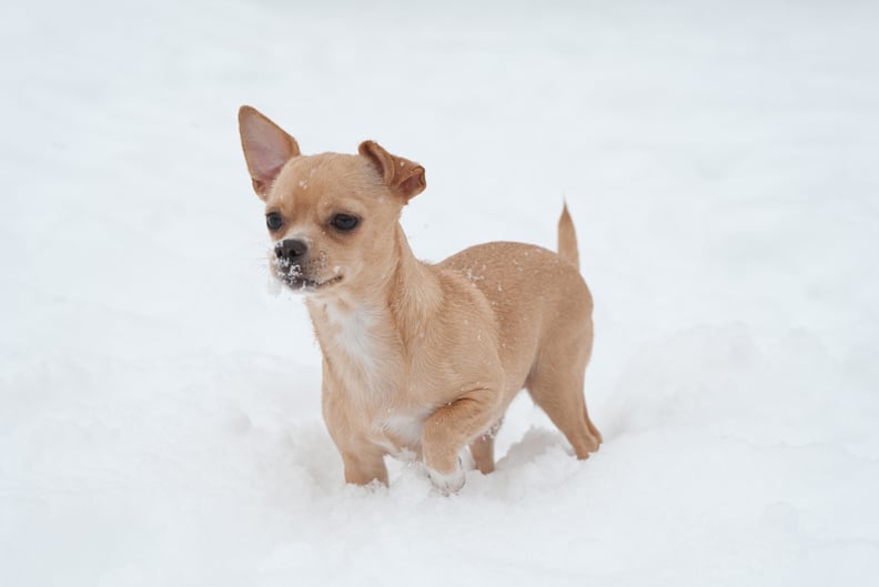 funny-little-chihuahua-playing-on-the-snow-small-cute-dog-in-a-snow