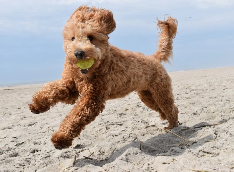 golden-doodle-running-on-beach