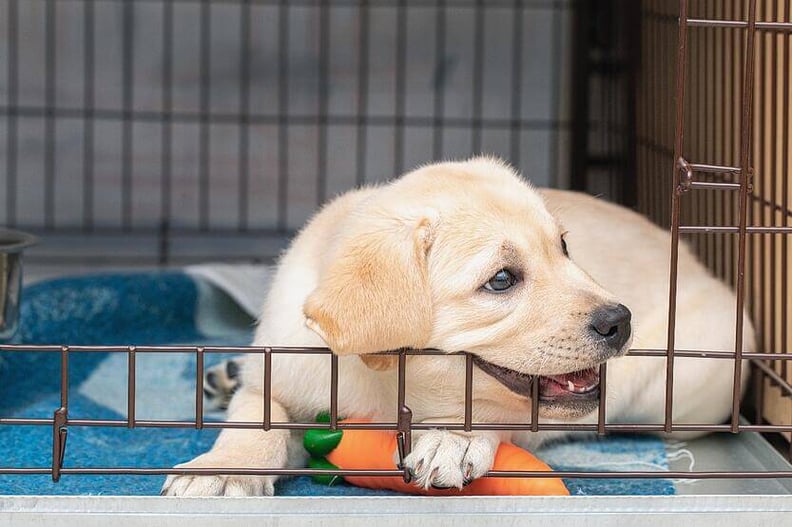 golden-puppy-biting-crate