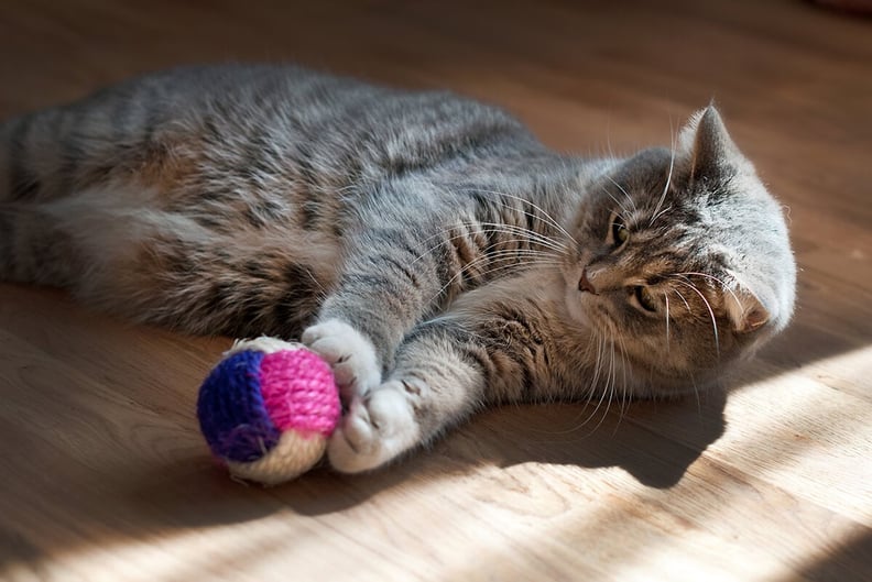 gray cat plays with a toy