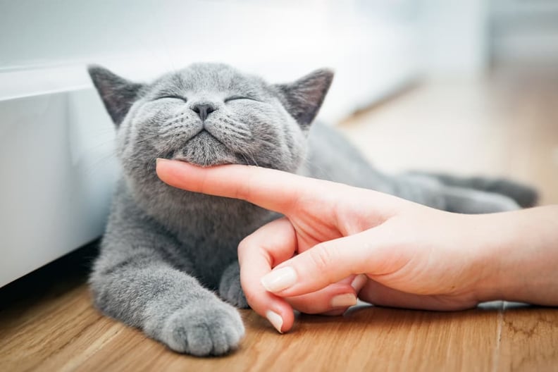 grey-cat-enjoying-a-chin-rub
