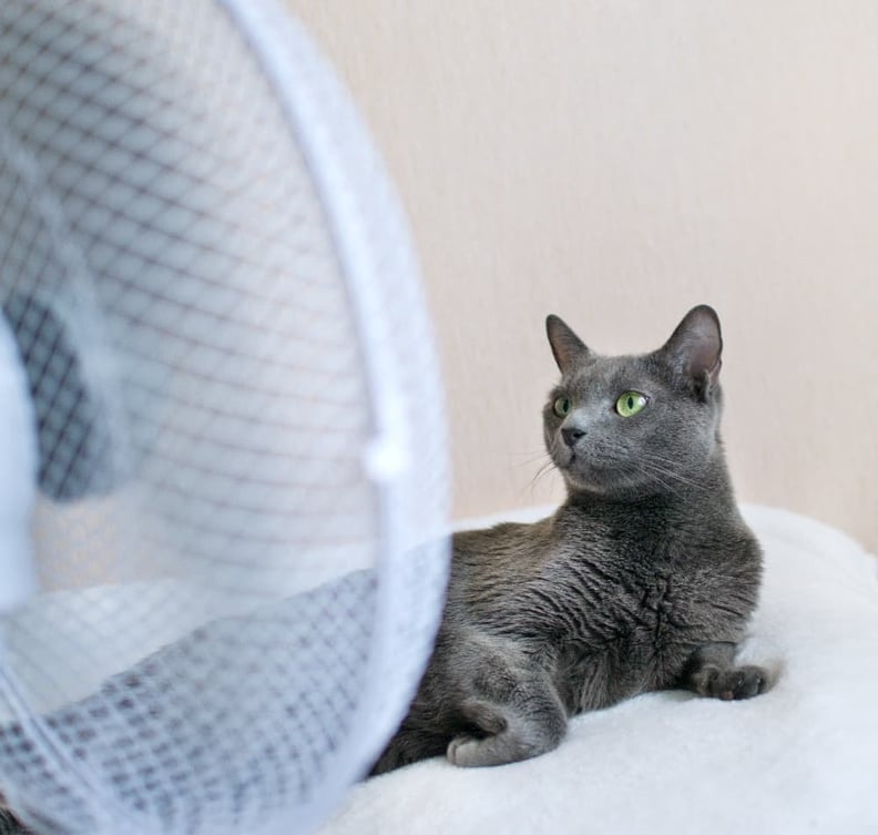 grey-cat-sitting-in-front-of-fan