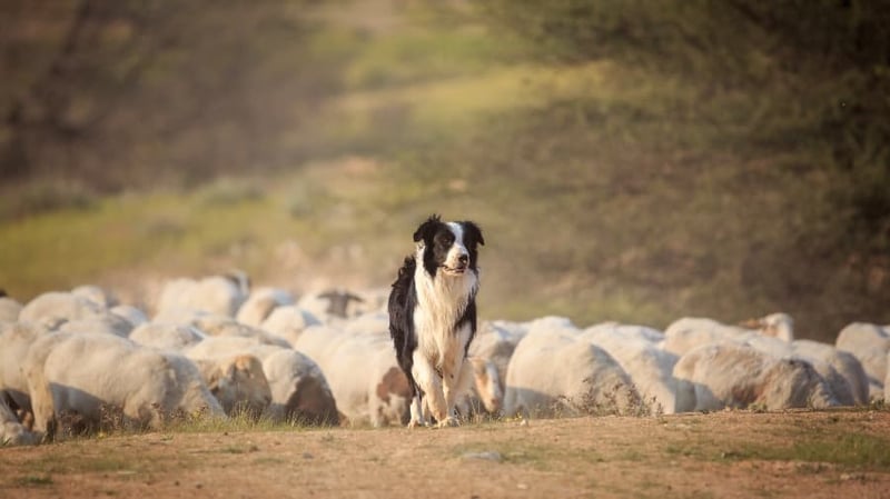 herding-dog-at-work