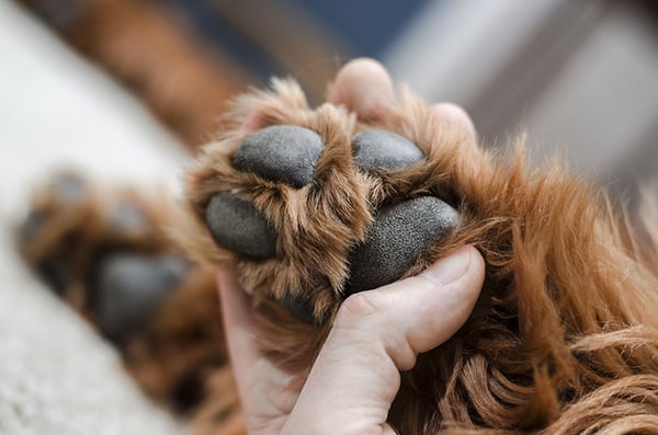 holding-dog-paws