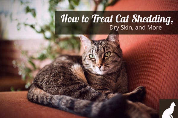 how-to-treat-cat-shedding-dry-skin