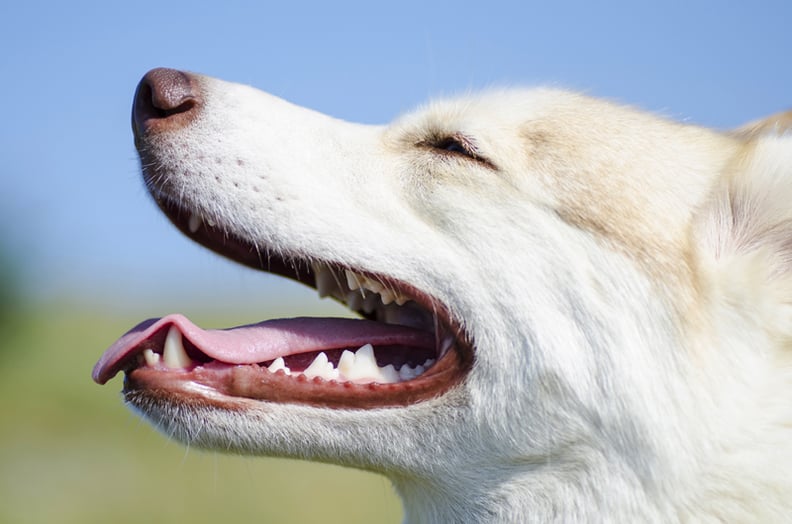 feeding dogs raw bones