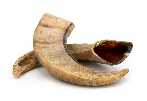 icelandic-lamb-horn