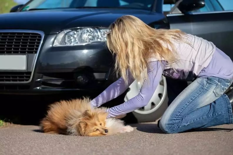 injured-dog-getting-first-aid