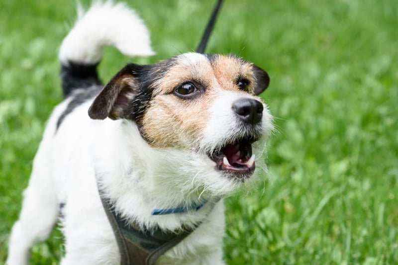 jack-russel-barking-compressed-1