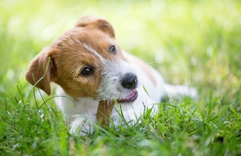 jack-russel-chewing-bully-stick