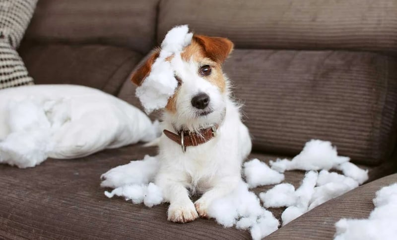 jack-russel-chewing-couch