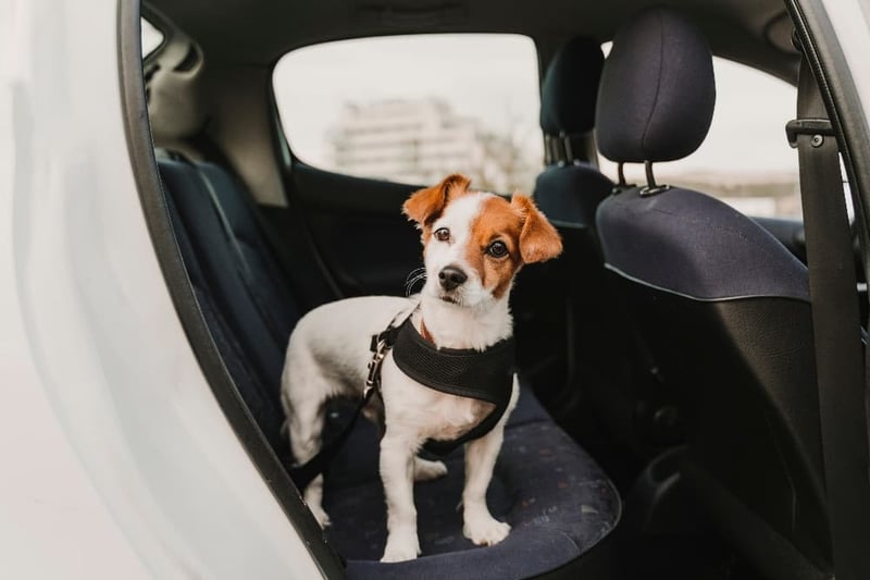 jack-russel-in-car-harness (1)