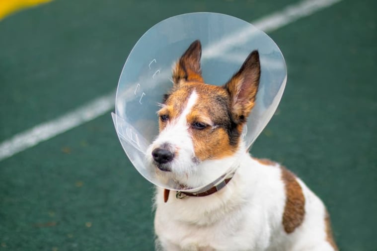 jack-russel-wearing-cone